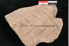 Foto (Detailansicht) von Rhytisma feroniae Ettingshausen (NHMW-GEO-2024-0188-6389)